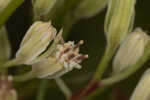 Florida cacalia